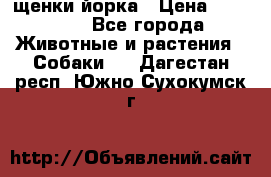 щенки йорка › Цена ­ 15 000 - Все города Животные и растения » Собаки   . Дагестан респ.,Южно-Сухокумск г.